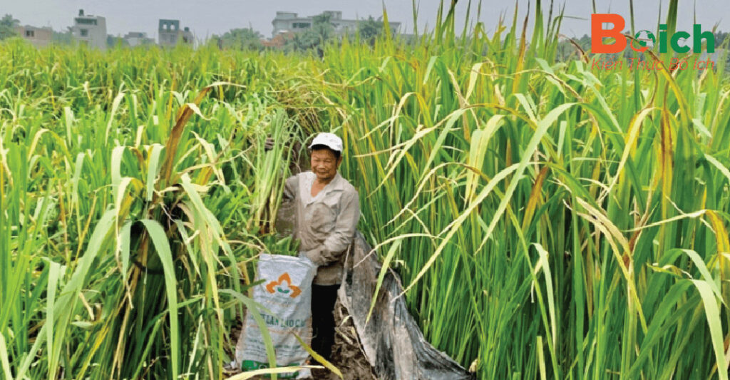 bón phân cho cây niễng - boich.vn