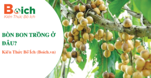 bòn bon trồng ở đâu - boich.vn