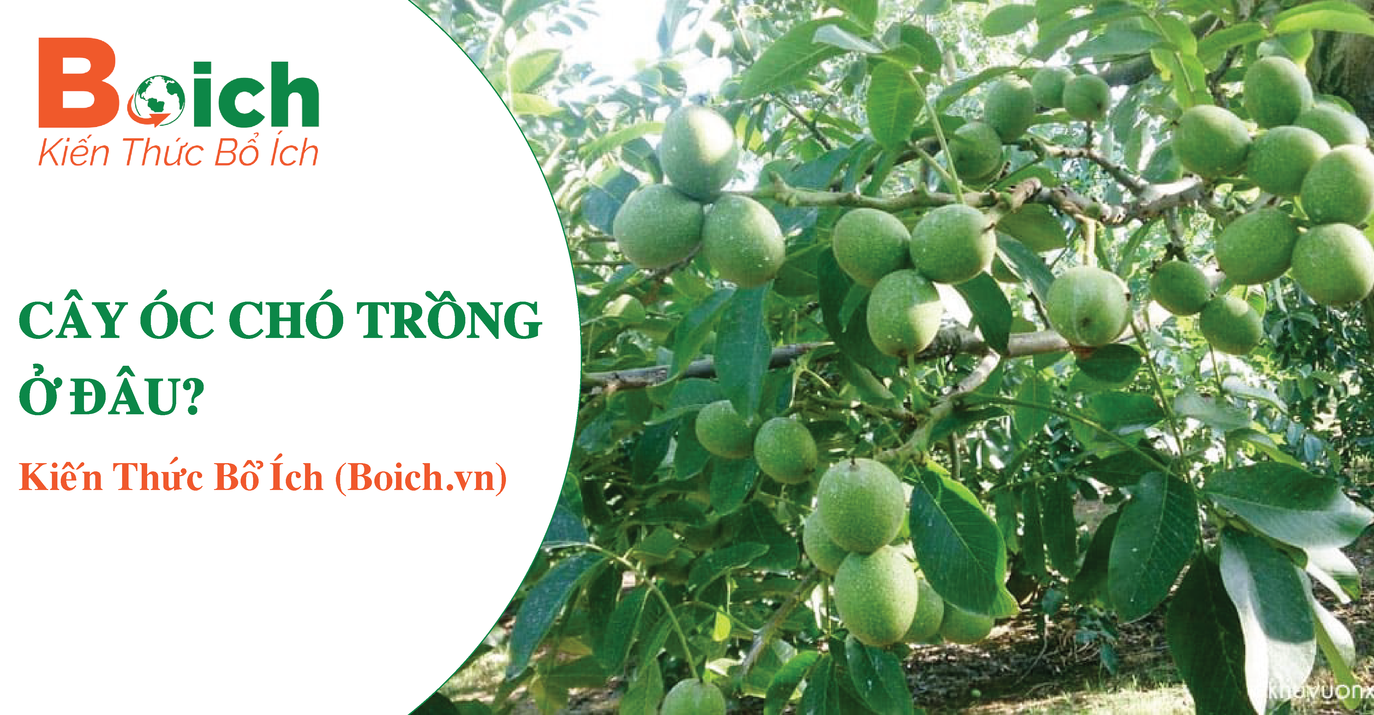 cây óc chó trồng ở đâu? - boich.vn