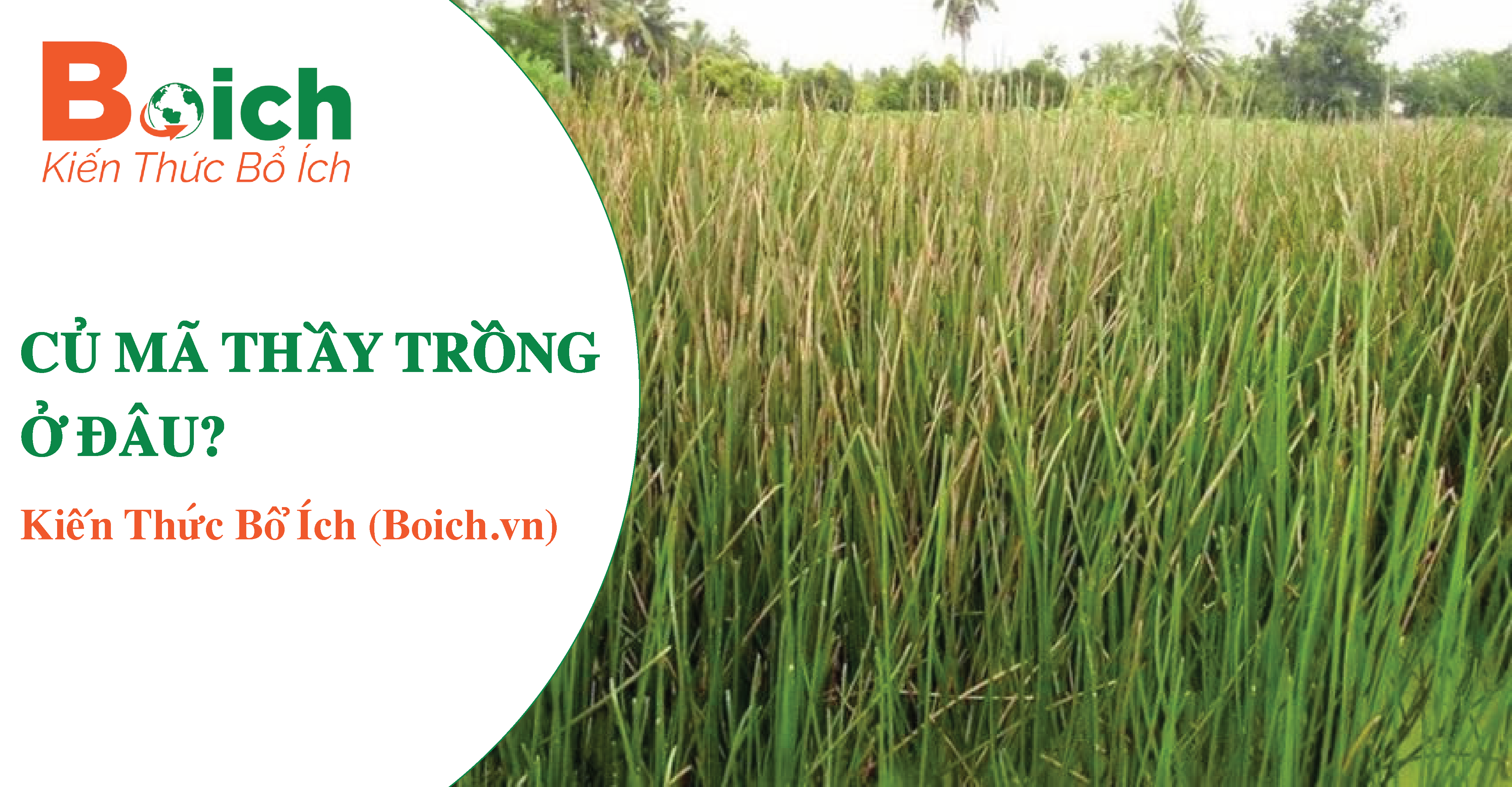 Củ mã thầy trồng ở đâu Khám phá nơi trồng vàng giữa thiên nhiên