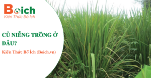 củ niễng trồng ở đâu? - Boich.vn