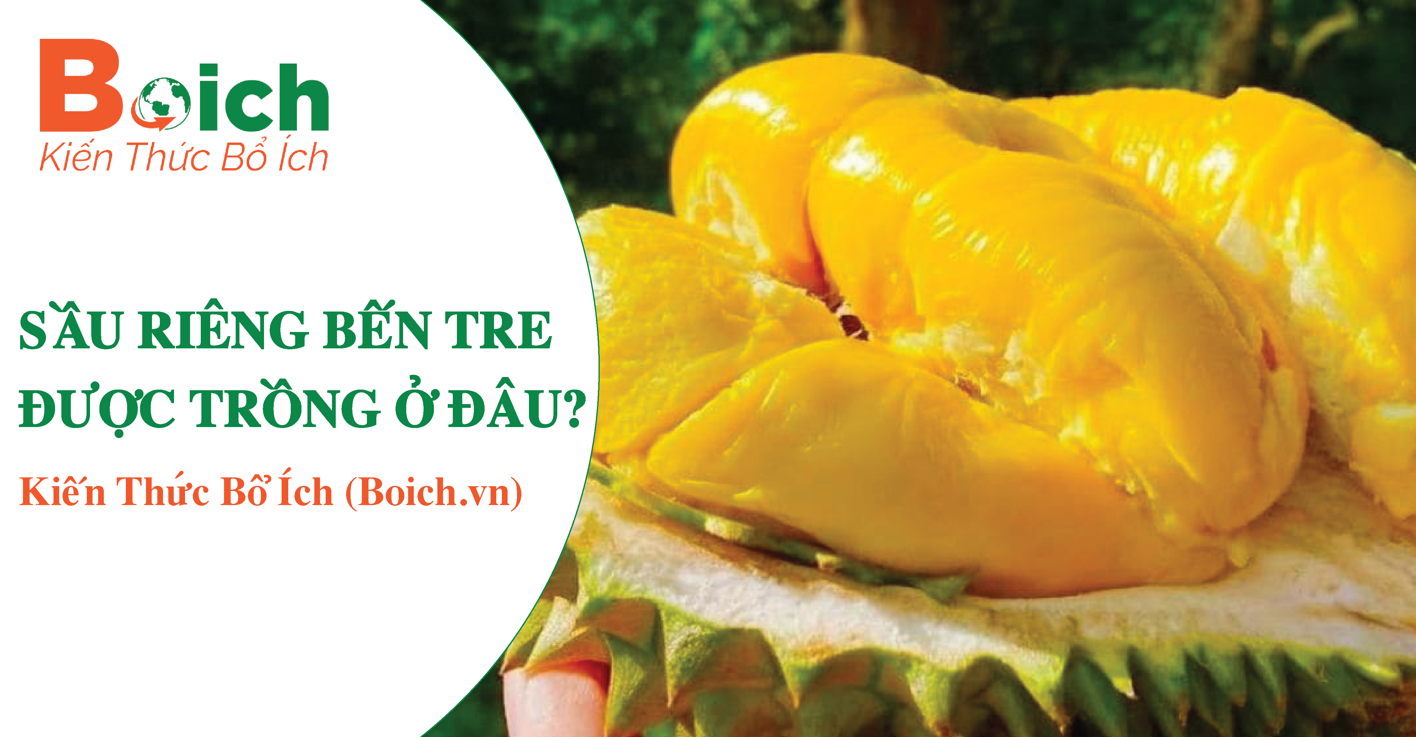 sầu riêng bến tre được trồng ở đâu - boich.vn