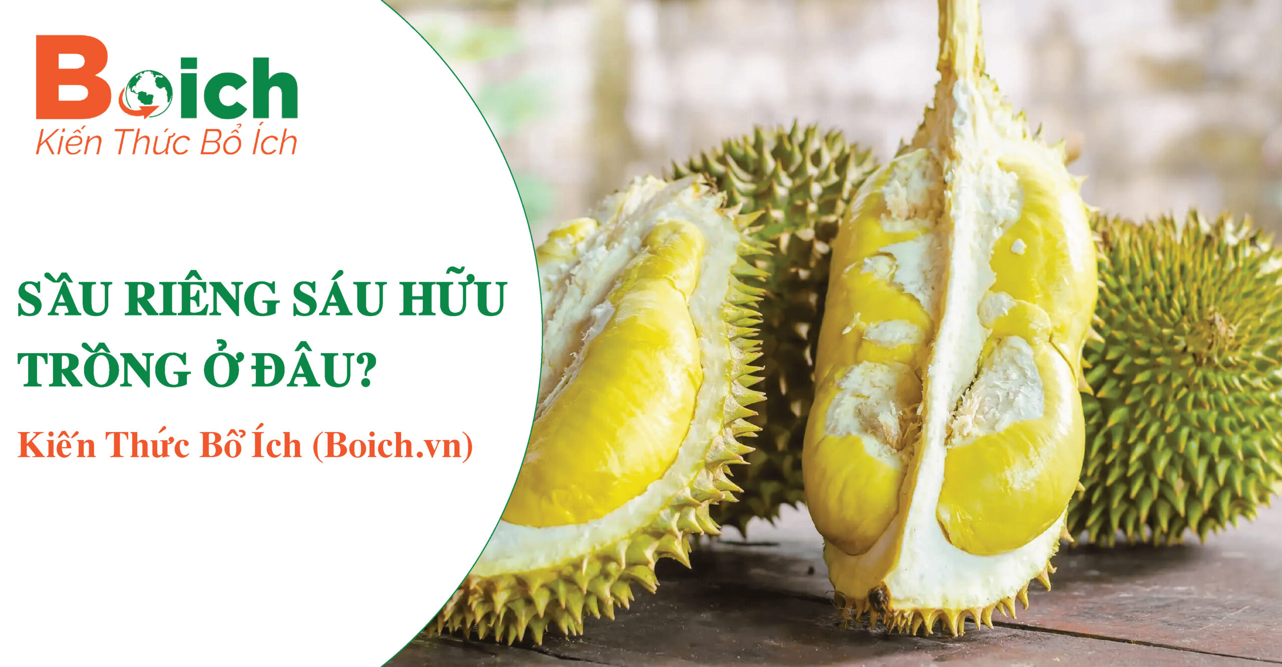 sầu riêng sáu hữu trồng ở đâu - boich.vn