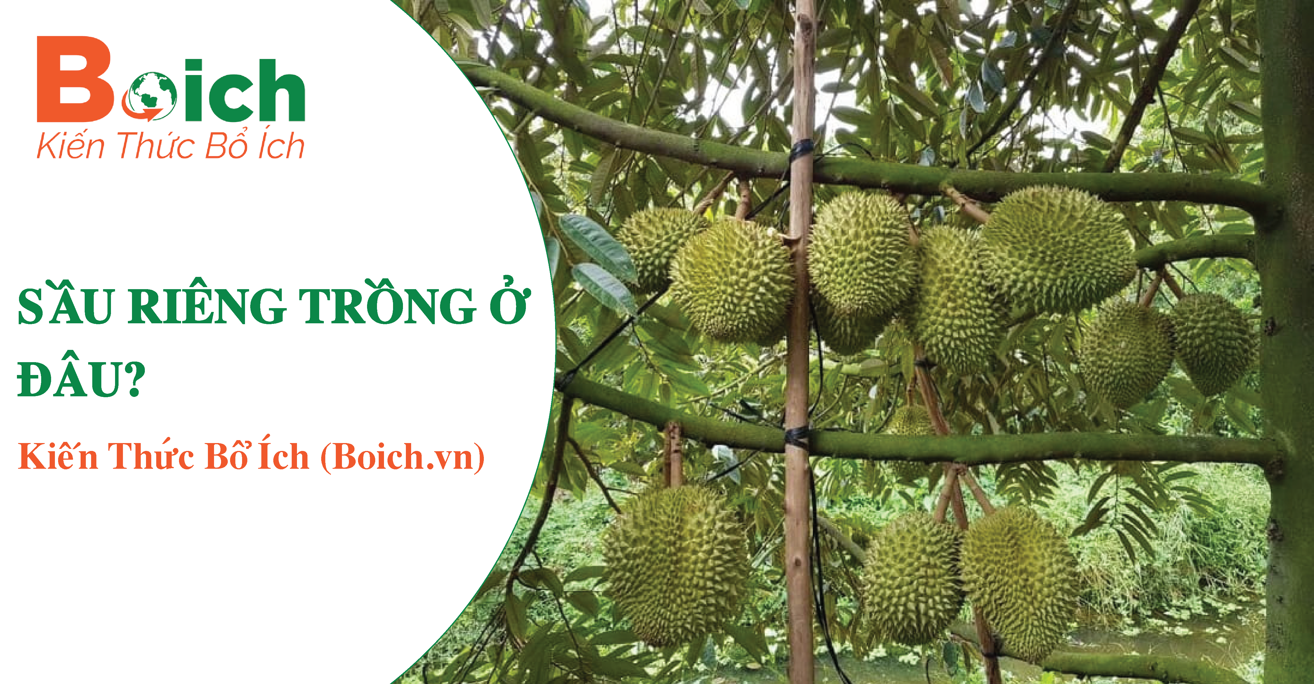 sầu riêng trồng ở đâu? - Boich.vn