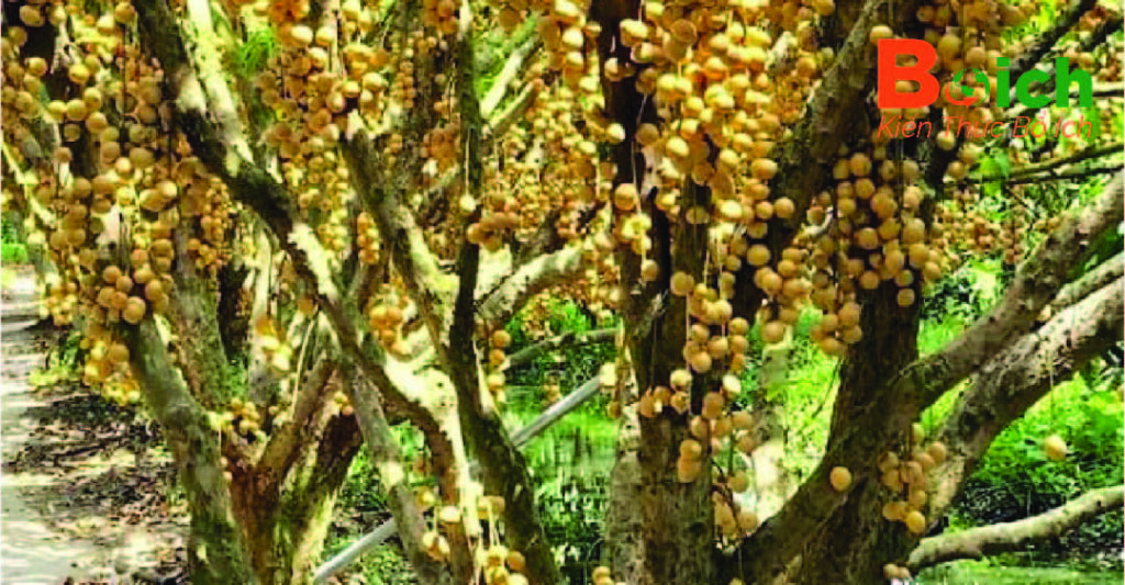 Vùng Tây Nguyên - Potentials of bòn bon cultivation