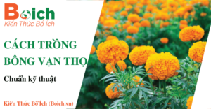 cách trồng bông vạn thọ