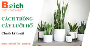 cách trồng cây lưỡi hổ