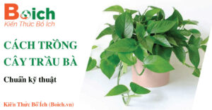cách trồng cây trầu bà