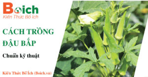 cách trồng đậu bắp