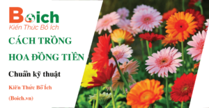 cách trồng hoa đồng tiền