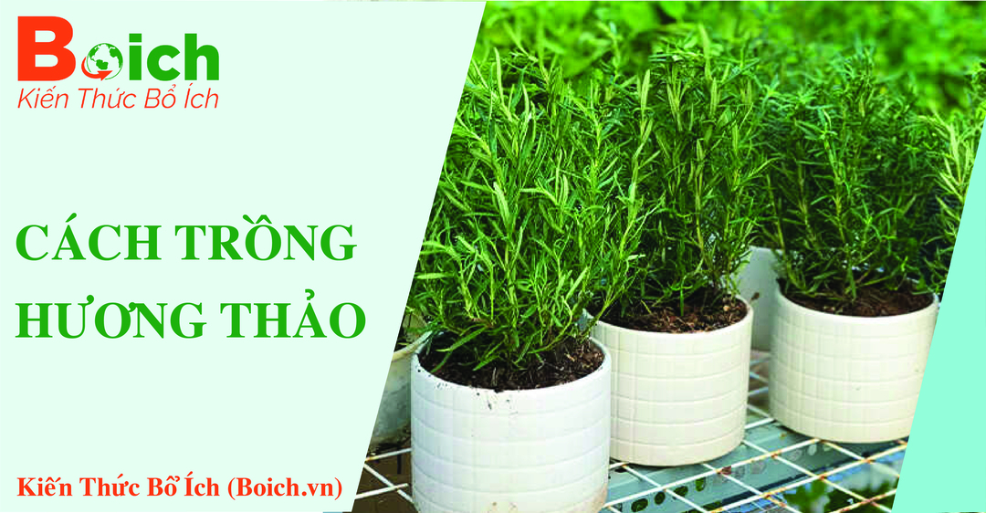 cách trồng cây hương thảo - boich.vn