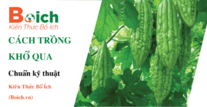 cách trồng khổ qua
