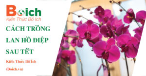 cách trồng lan hồ điệp sau tết