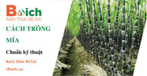 cách trồng mía