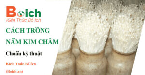 cách trồng nấm kim châm