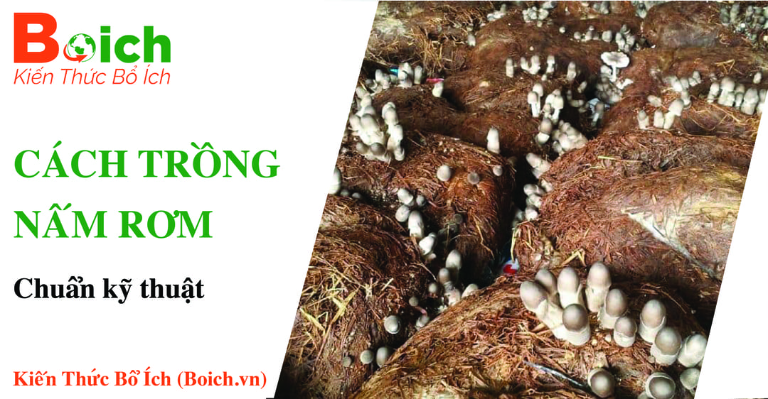 cách trồng nấm rơm - boich.vn