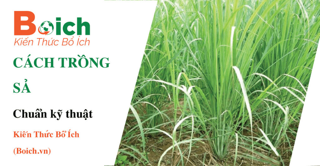 Cách trồng sả - Kinh nghiệm và bí quyết