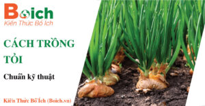 cách trồng tỏi