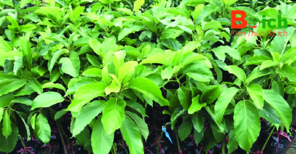 Sự chuẩn bị cần thiết để trồng bơ