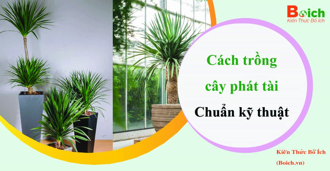 cách trồng cây phát tài boich.vn