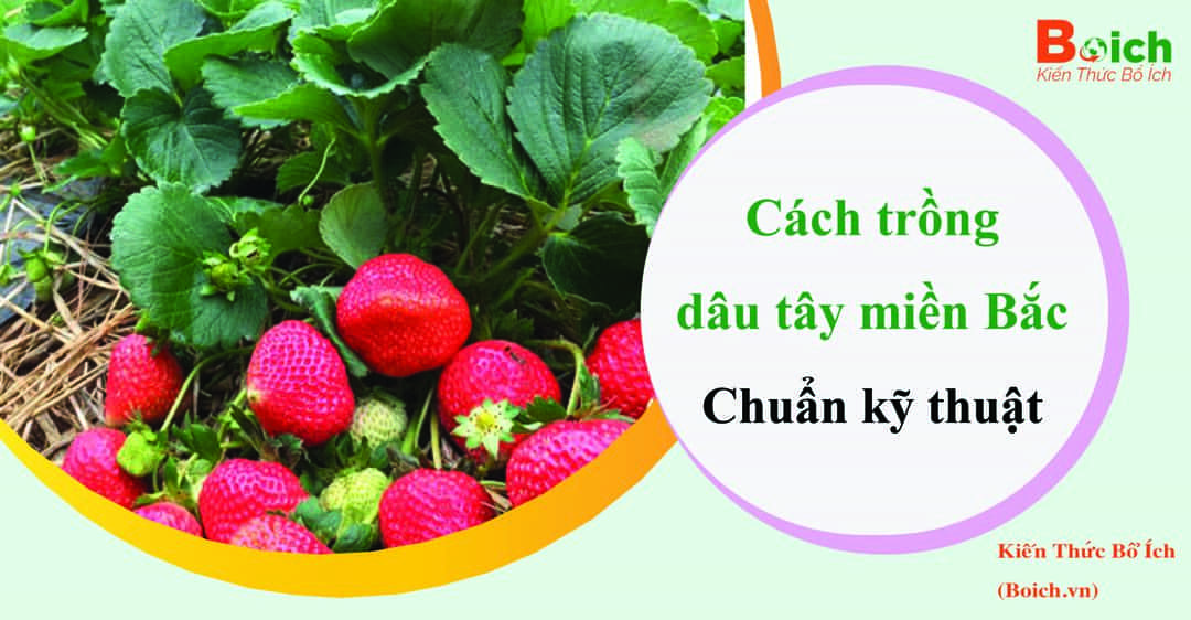 cách trồng dâu tây ở miền bắc boich.vn