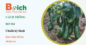 cách trồng bơ 034 - Boich.vn