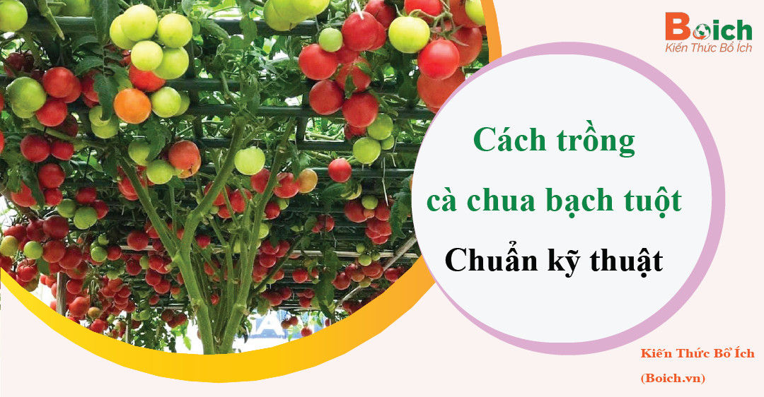 cách trồng cà chua bạch tuột - Boich.vn