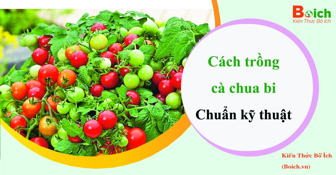 cách trồng cà chua bi - boich.vn