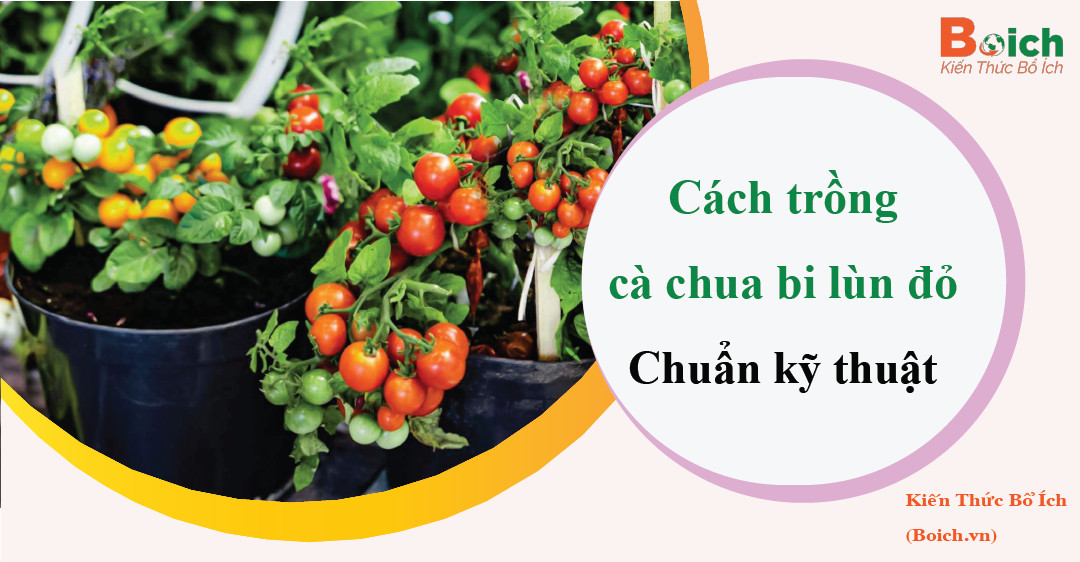 cách trồng cà chua bi lùn đỏ - boich.vn