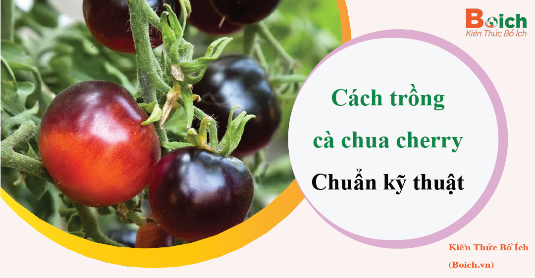 cách trồng cà chua cherry Boichvn