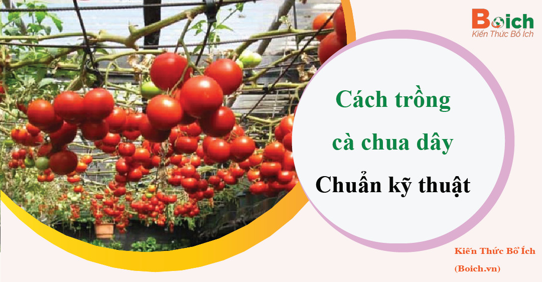 cách trồng cà chua dây - boich.vn