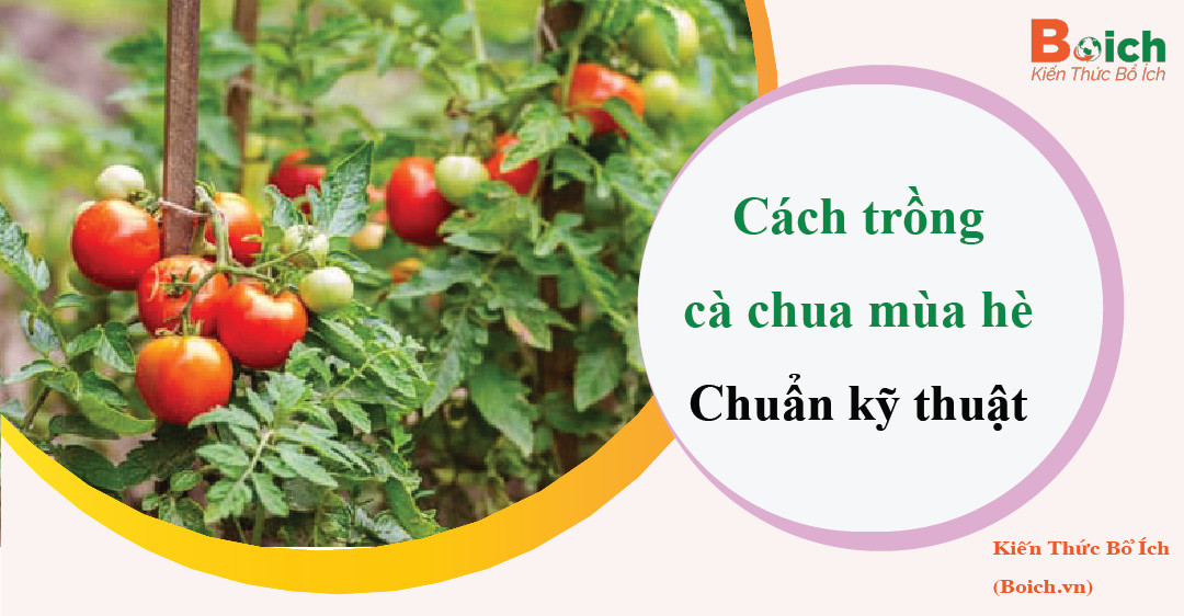 cách trồng cà chua mùa hè - boich.vn