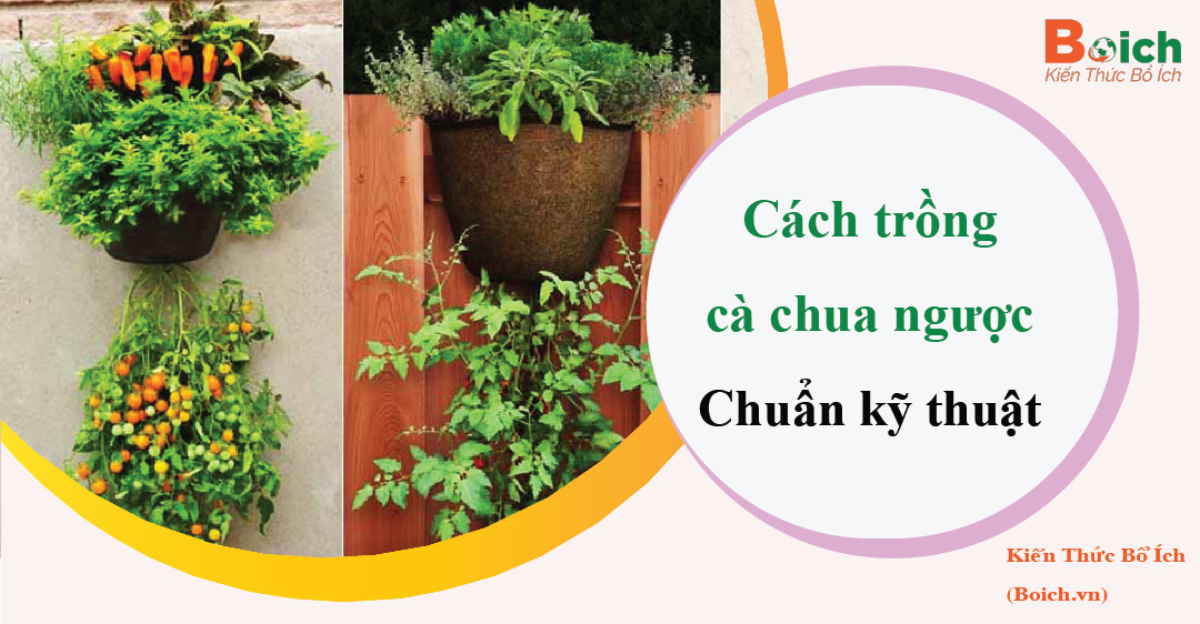 cách trồng cà chua ngược - Boich.vn