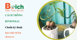 cách trồng cây bơ bonsai - Boich.vn