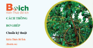 cách trồng cây bơ ghép - Boich.vn