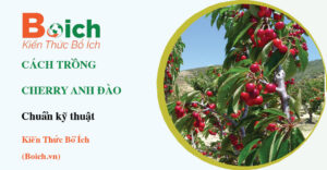 cách trồng cây cherry anh đào - Boich.vn