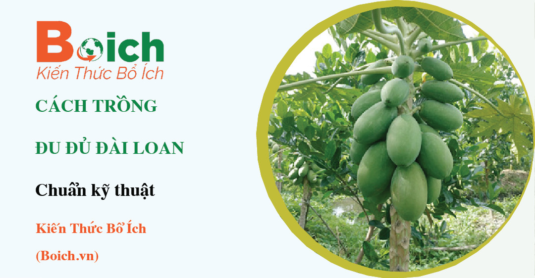 cách trồng cây đu đủ đài loan - Boich.vn