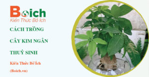 cách trồng cây kim ngân thuỷ sinh - Boich.vn