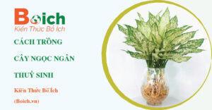 cách trồng cây ngọc ngân thuỷ sinh - Boich.vn