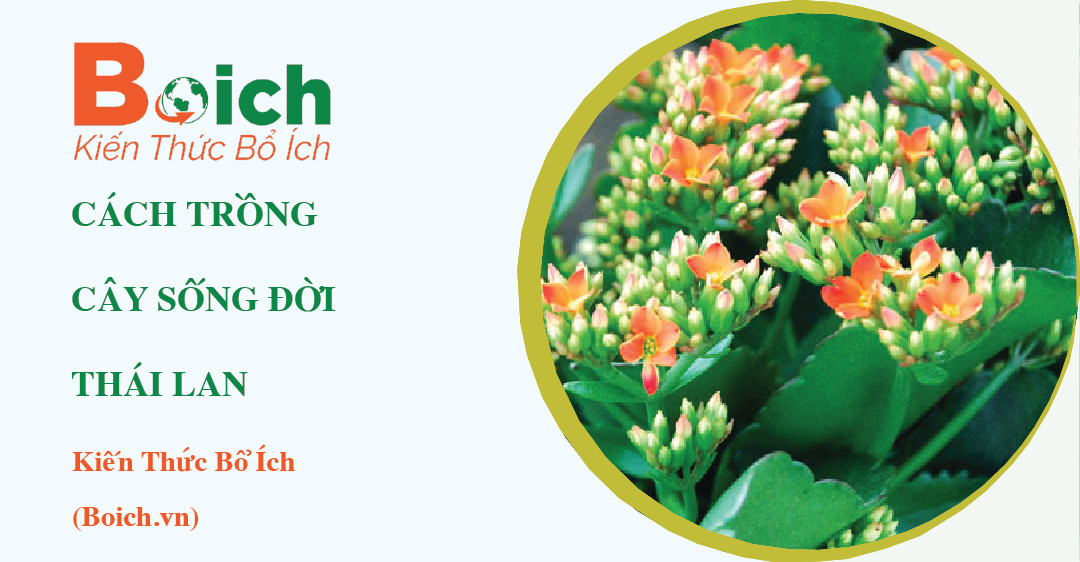 cách trồng cây sống đời Thái Lan - Boich.vn