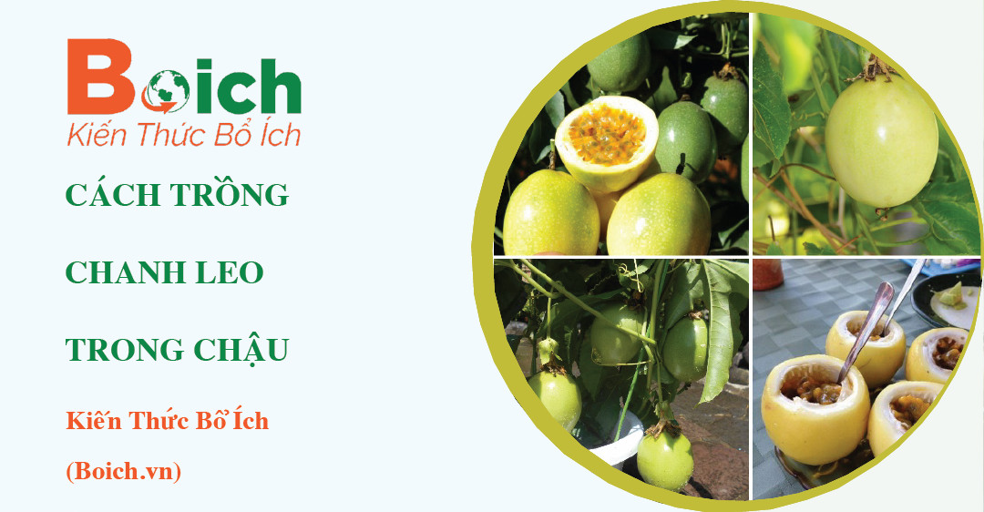 cách trồng cây chanh leo trong chậu - Boich.vn