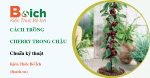 cách trồng cây cherry trong chậu - Boich.vn