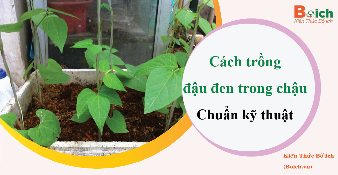 cách trồng đậu đen trong chậu - boich.vn