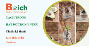 cách trồng hạt bơ trong cốc nước - Boich.vn