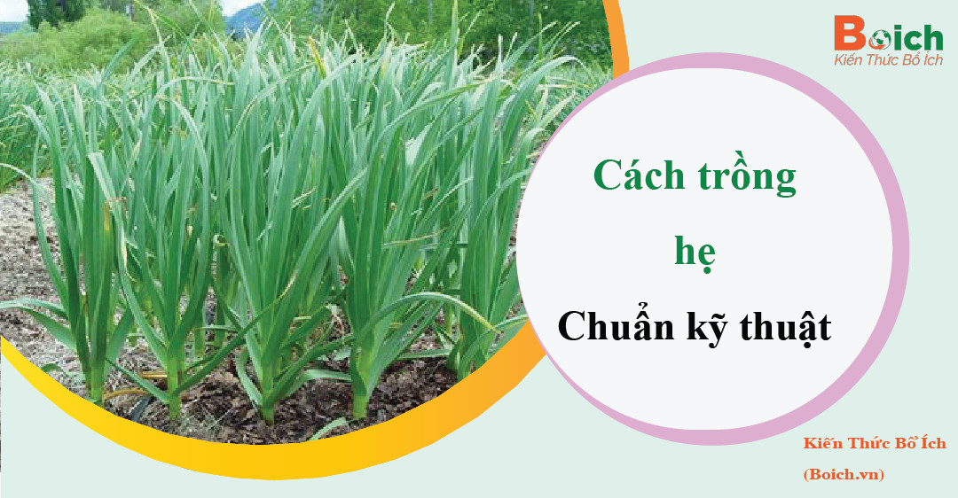 cách trồng hẹ boichvn