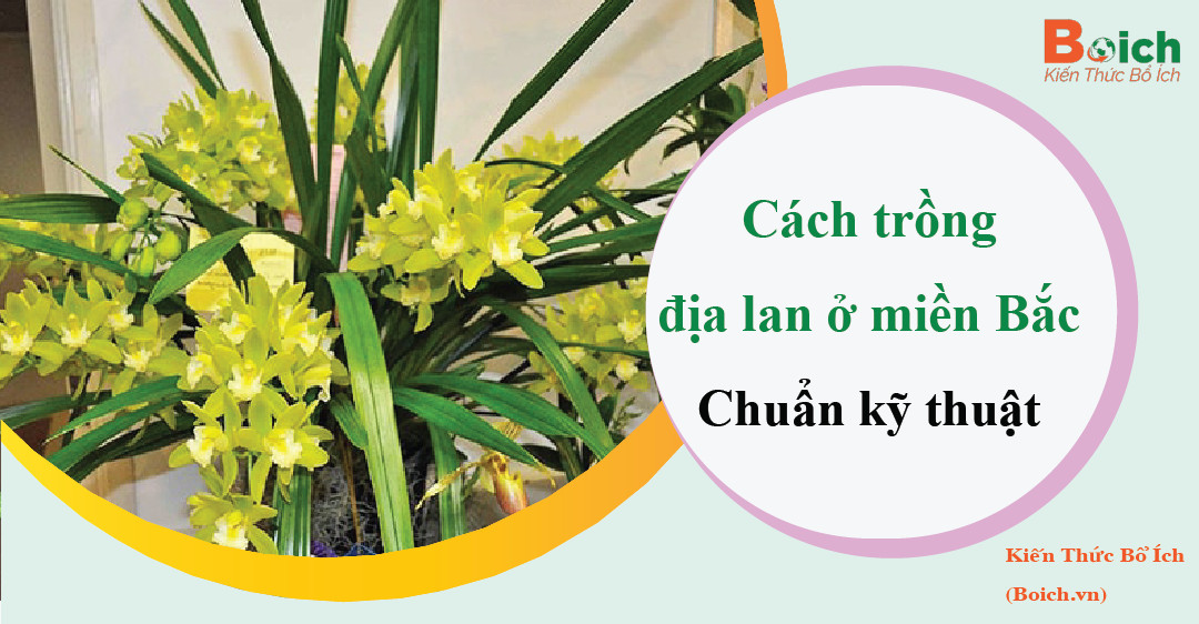 cách trồng địa lan ở miền bắc boichvn