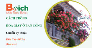 cách trồng hoa giấy ban công - Boich.vn