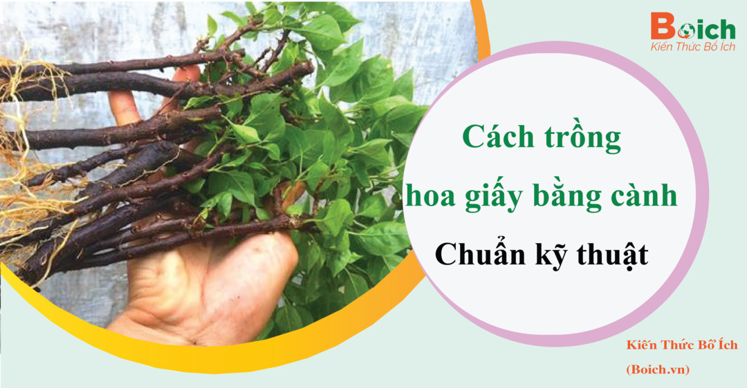 cách trồng hoa giấy bằng cành boichvn