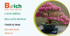 cách trồng hoa giấy bonsai - Boich.vn