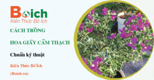 cách trồng hoa giấy cẩm thạch - Boich.vn